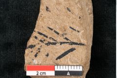Foto (Detailansicht) von Sequoia hardtii Endl. (NHMW-GEO-2024-0188-8247)